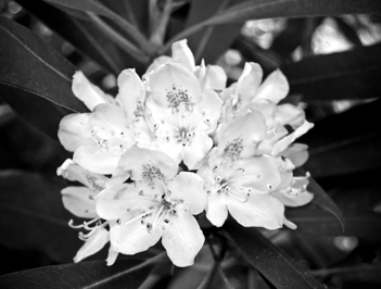 rhodedendron